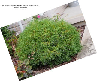 Mr. Bowling Ball Arborvitae: Tips For Growing A Mr. Bowling Ball Plant