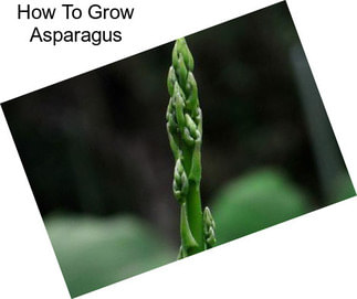 How To Grow Asparagus