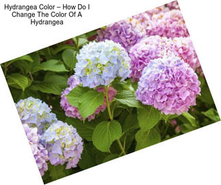 Hydrangea Color – How Do I Change The Color Of A Hydrangea