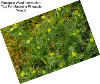 Pineapple Weed Information: Tips For Managing Pineapple Weeds