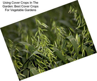 Using Cover Crops In The Garden: Best Cover Crops For Vegetable Gardens