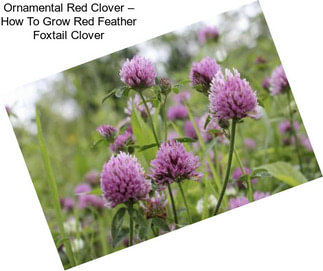 Ornamental Red Clover – How To Grow Red Feather Foxtail Clover