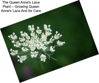 The Queen Anne\'s Lace Plant – Growing Queen Anne\'s Lace And Its Care