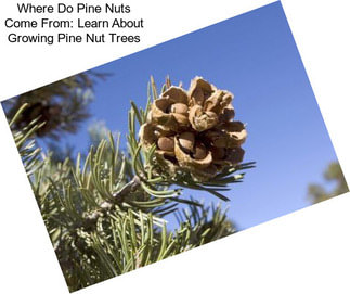 Where Do Pine Nuts Come From: Learn About Growing Pine Nut Trees