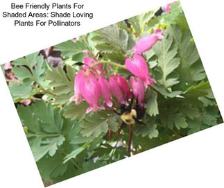 Bee Friendly Plants For Shaded Areas: Shade Loving Plants For Pollinators