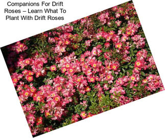 Companions For Drift Roses – Learn What To Plant With Drift Roses