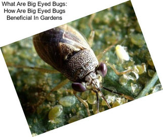 What Are Big Eyed Bugs: How Are Big Eyed Bugs Beneficial In Gardens