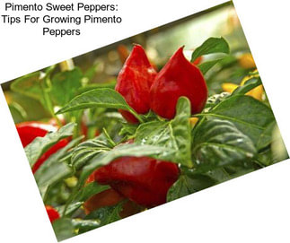 Pimento Sweet Peppers: Tips For Growing Pimento Peppers