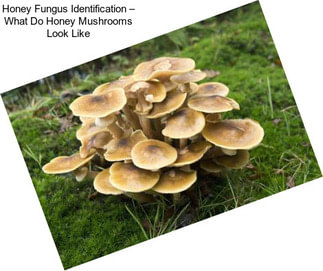 Honey Fungus Identification – What Do Honey Mushrooms Look Like