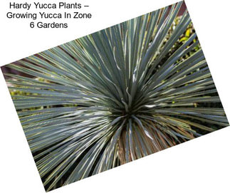 Hardy Yucca Plants – Growing Yucca In Zone 6 Gardens