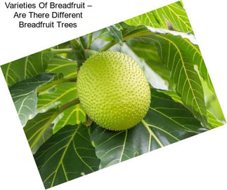 Varieties Of Breadfruit – Are There Different Breadfruit Trees