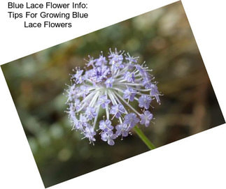 Blue Lace Flower Info: Tips For Growing Blue Lace Flowers