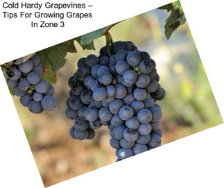 Cold Hardy Grapevines – Tips For Growing Grapes In Zone 3