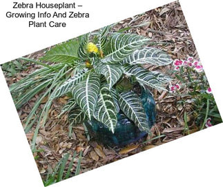 Zebra Houseplant – Growing Info And Zebra Plant Care