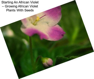 Starting An African Violet – Growing African Violet Plants With Seeds