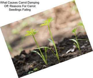 What Causes Carrot Damping Off: Reasons For Carrot Seedlings Failing