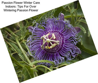 Passion Flower Winter Care Indoors: Tips For Over Wintering Passion Flower