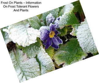 Frost On Plants – Information On Frost Tolerant Flowers And Plants