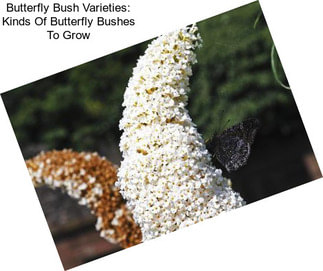 Butterfly Bush Varieties: Kinds Of Butterfly Bushes To Grow