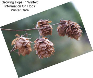 Growing Hops In Winter: Information On Hops Winter Care