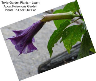Toxic Garden Plants – Learn About Poisonous Garden Plants To Look Out For