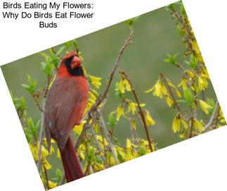 Birds Eating My Flowers: Why Do Birds Eat Flower Buds