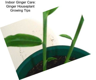 Indoor Ginger Care: Ginger Houseplant Growing Tips