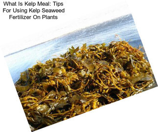What Is Kelp Meal: Tips For Using Kelp Seaweed Fertilizer On Plants