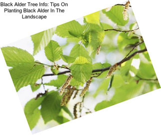 Black Alder Tree Info: Tips On Planting Black Alder In The Landscape