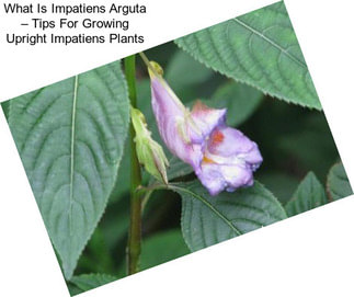 What Is Impatiens Arguta – Tips For Growing Upright Impatiens Plants