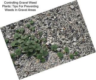 Controlling Gravel Weed Plants: Tips For Preventing Weeds In Gravel Areas