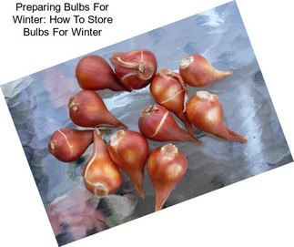 Preparing Bulbs For Winter: How To Store Bulbs For Winter