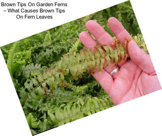 Brown Tips On Garden Ferns – What Causes Brown Tips On Fern Leaves