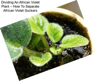 Dividing An African Violet Plant – How To Separate African Violet Suckers