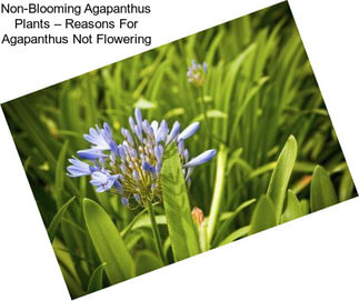 Non-Blooming Agapanthus Plants – Reasons For Agapanthus Not Flowering