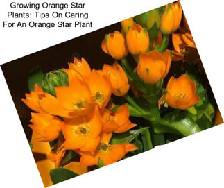 Growing Orange Star Plants: Tips On Caring For An Orange Star Plant