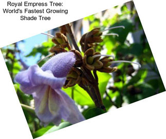 Royal Empress Tree: World\'s Fastest Growing Shade Tree