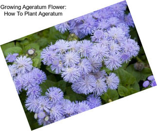 Growing Ageratum Flower: How To Plant Ageratum