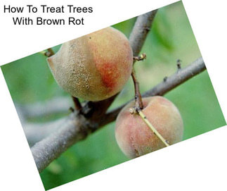 How To Treat Trees With Brown Rot