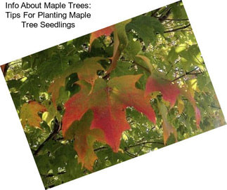 Info About Maple Trees: Tips For Planting Maple Tree Seedlings