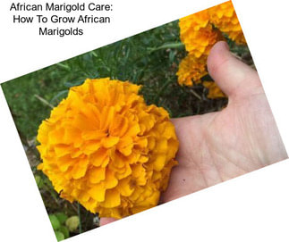 African Marigold Care: How To Grow African Marigolds