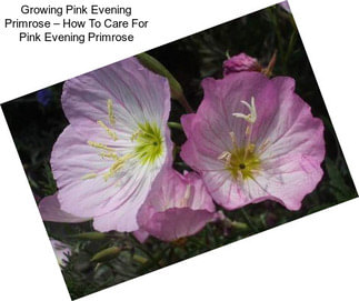 Growing Pink Evening Primrose – How To Care For Pink Evening Primrose