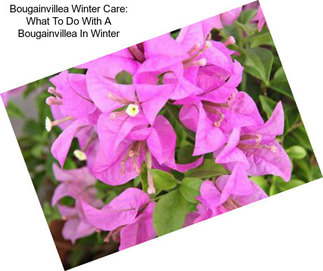 Bougainvillea Winter Care: What To Do With A Bougainvillea In Winter