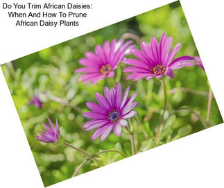 Do You Trim African Daisies: When And How To Prune African Daisy Plants