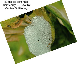 Steps To Eliminate Spittlebugs  – How To Control Spittlebug