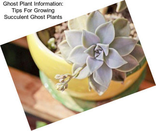 Ghost Plant Information: Tips For Growing Succulent Ghost Plants