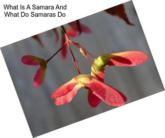What Is A Samara And What Do Samaras Do