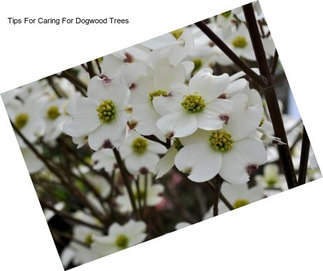 Tips For Caring For Dogwood Trees