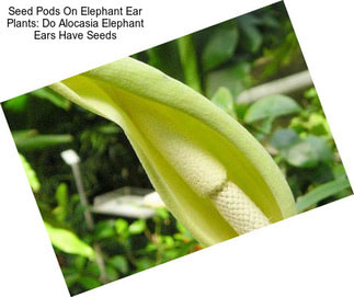 Seed Pods On Elephant Ear Plants: Do Alocasia Elephant Ears Have Seeds