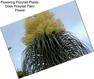 Flowering Ponytail Plants: Does Ponytail Palm Flower